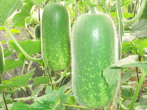 51吃瓜黑料大瓜 kuku,kuku独家揭秘娱乐圈幕后风云