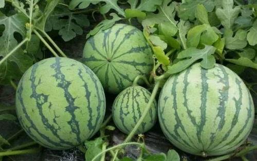 17c一起草黑料吃瓜