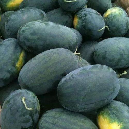 黑料吃瓜群秃崽